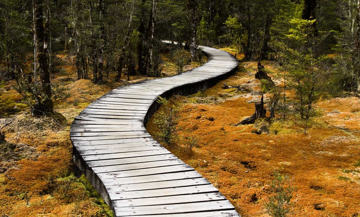 Boardwalk in forest