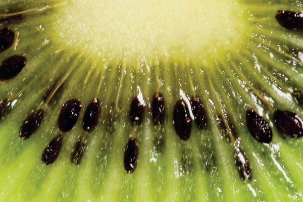 kiwifruit